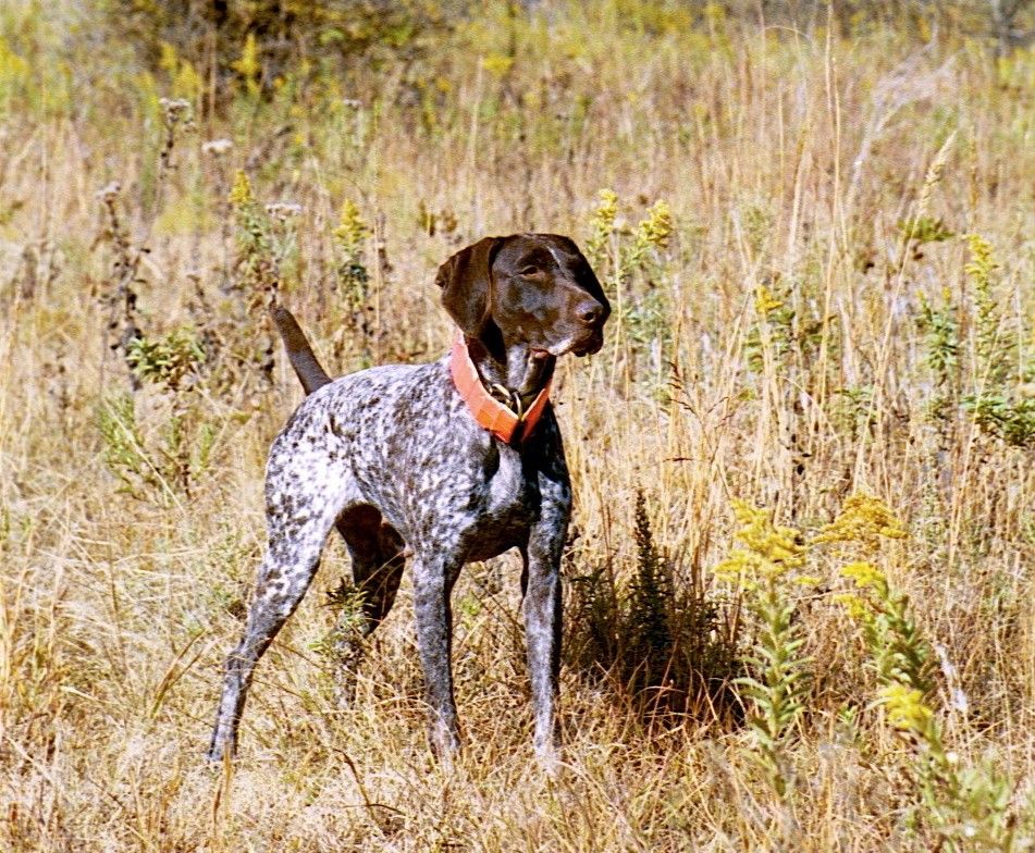 A Very Versatile Bird Dog